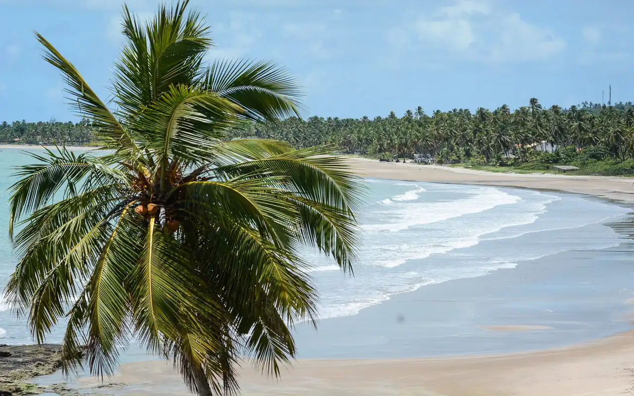 Extensa faixa de areia branca, coqueirais e tranquilidade na Praia do Patacho, na Rota Ecológica dos Milagres em Alagoas