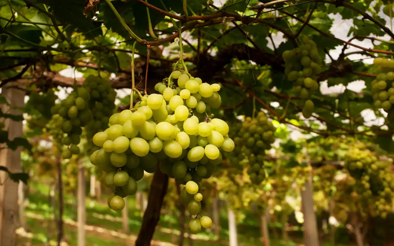 Vinícolas se destaca no o que fazer em Bento Gonçalves