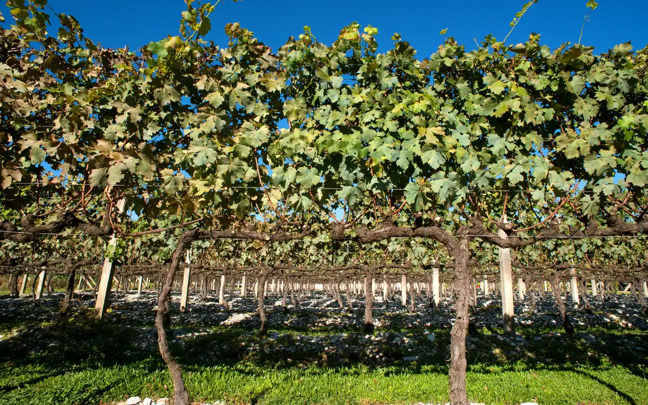 Plantação de Uva em Bento Gonçalves