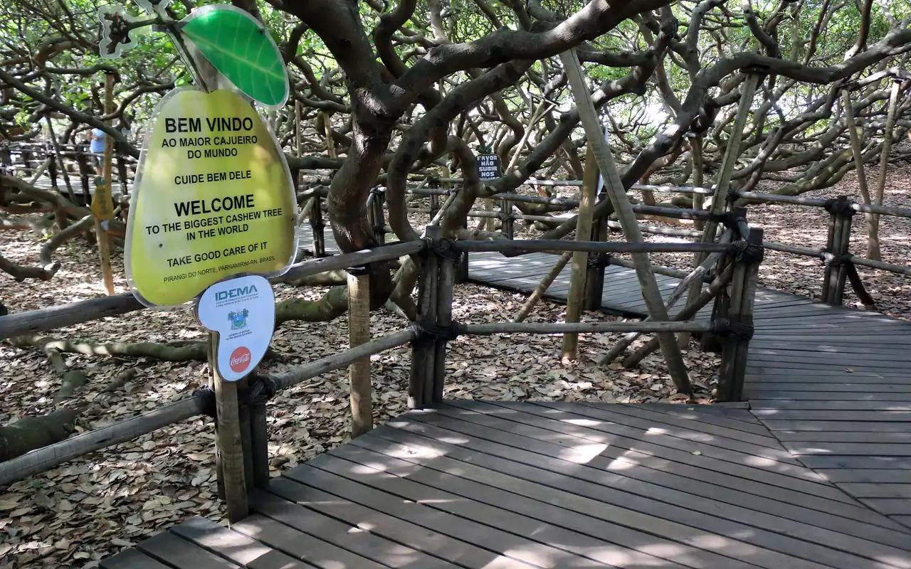 O Maior Cajueiro do Mundo em Natal RN