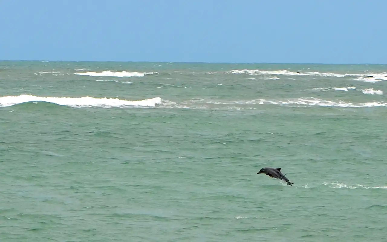 Baia dos Golfinhos em Pipa